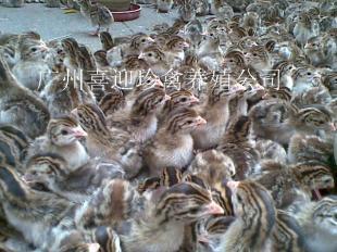 最實惠江蘇珍珠雞苗批發(fā),南京珍珠雞苗出售,連云港珍珠雞苗批發(fā)_農(nóng)副產(chǎn)品_世界工廠網(wǎng)中國產(chǎn)品信息庫